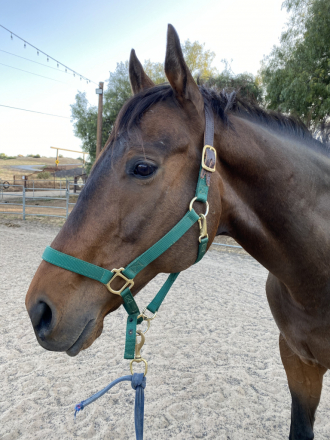 HorseID: 2294377 Roman Tizzy - PhotoID: 1073769