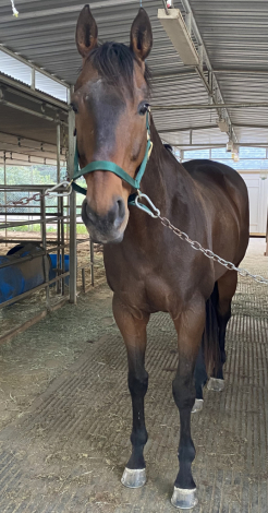 HorseID: 2294377 Roman Tizzy - PhotoID: 1073770