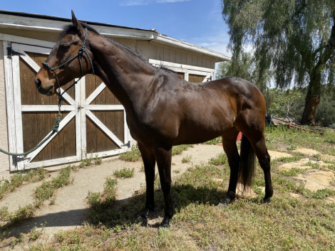 HorseID: 2294377 Roman Tizzy - PhotoID: 1073771