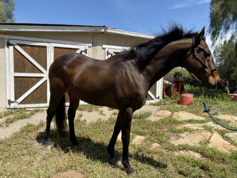 HorseID: 2294377 Roman Tizzy - PhotoID: 1073772