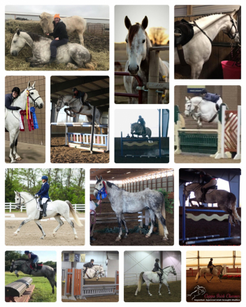 HorseID: 2294492 GUARANTEED Grey foal -Puppy dog, athletic stallion - PhotoID: 1073948