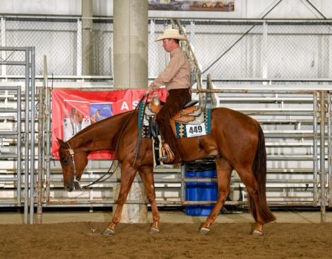 HorseID: 2294741 Moonlite Casanova - PhotoID: 1074224