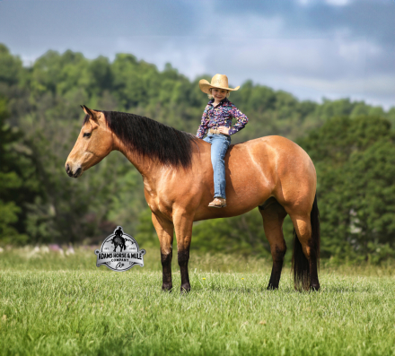 HorseID: 2294757 SG Zans Thriller Consigned to Cowgirl Cadillacs - PhotoID: 1074275