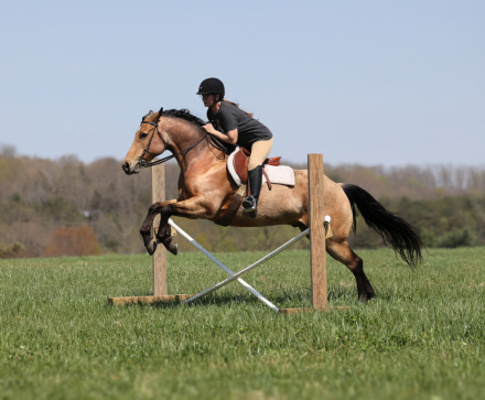 HorseID: 2294757 SG Zans Thriller Consigned to Cowgirl Cadillacs - PhotoID: 1074276