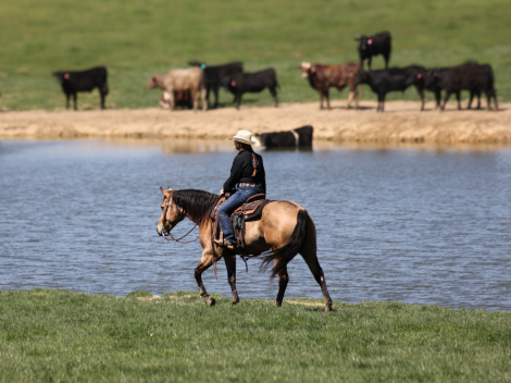 HorseID: 2294757 SG Zans Thriller Consigned to Cowgirl Cadillacs - PhotoID: 1074277