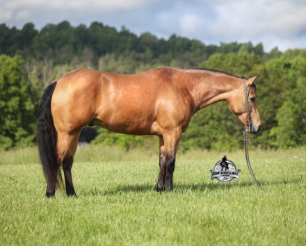 HorseID: 2294757 SG Zans Thriller Consigned to Cowgirl Cadillacs - PhotoID: 1074278