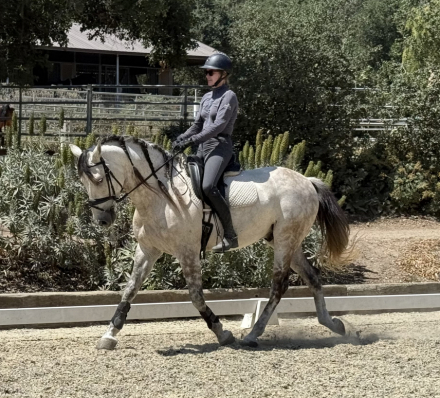 HorseID: 2294839 Gatsby - PhotoID: 1098160