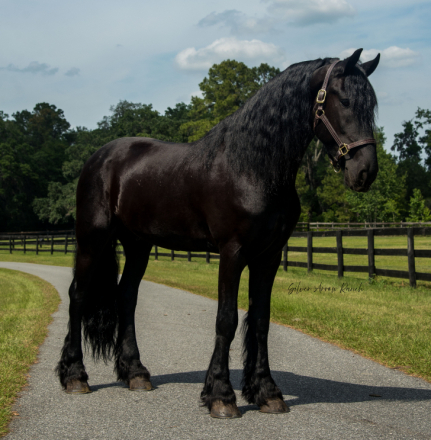 HorseID: 2294890 Samson - a true all around safe gorgeous Friesian - PhotoID: 1074464
