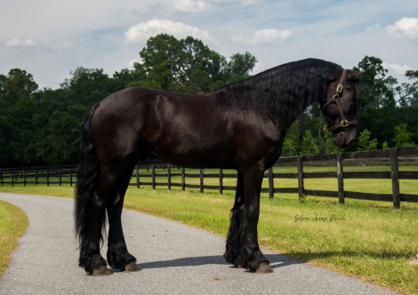 HorseID: 2294890 Samson - a true all around safe gorgeous Friesian - PhotoID: 1074466