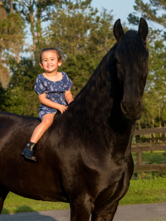 HorseID: 2294890 Samson - a true all around safe gorgeous Friesian - PhotoID: 1074467