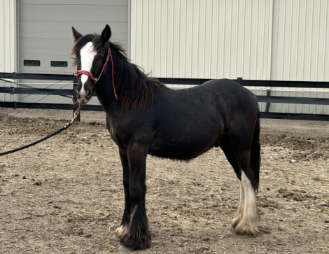 HorseID: 2295050 Feathers and Lace Rebels Black Whiskey - PhotoID: 1074671