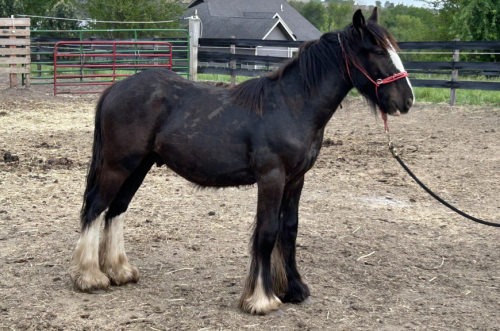 HorseID: 2295050 Feathers and Lace Rebels Black Whiskey - PhotoID: 1074672