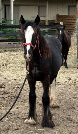 HorseID: 2295050 Feathers and Lace Rebels Black Whiskey - PhotoID: 1074673
