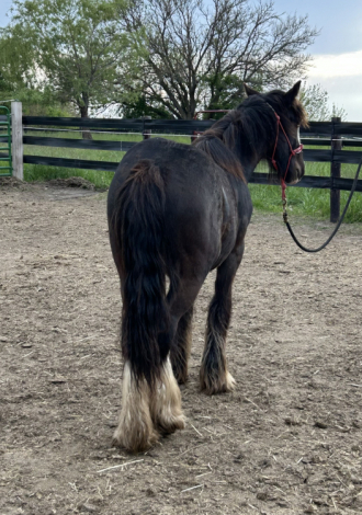 HorseID: 2295050 Feathers and Lace Rebels Black Whiskey - PhotoID: 1074674