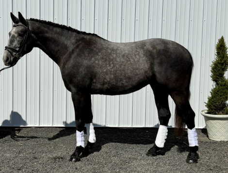 HorseID: 2295102 Valhallas Odin - PhotoID: 1080384
