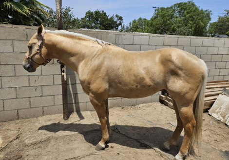 HorseID: 2295226 Butter and Soul - PhotoID: 1074949