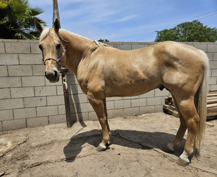 HorseID: 2295226 Butter and Soul - PhotoID: 1074950