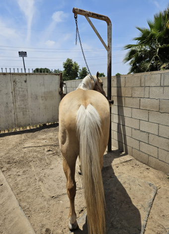 HorseID: 2295226 Butter and Soul - PhotoID: 1074951