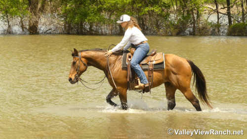 HorseID: 2295283 Frodo - PhotoID: 1074989