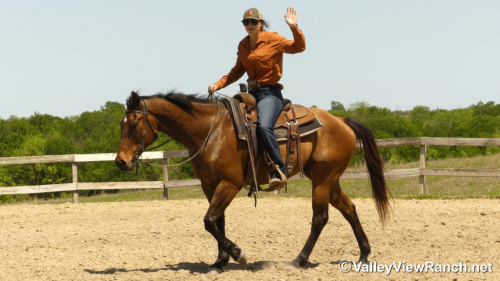 HorseID: 2295283 Frodo - PhotoID: 1074990