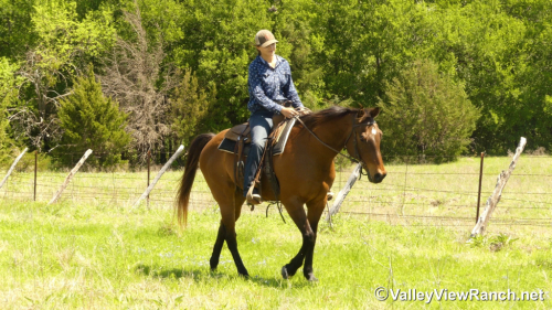 HorseID: 2295283 Frodo - PhotoID: 1074991