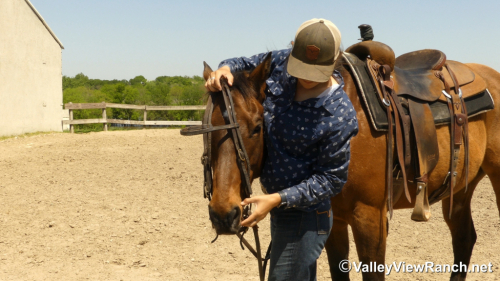 HorseID: 2295283 Frodo - PhotoID: 1074992