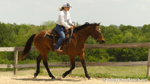 HorseID: 2295283 Frodo - PhotoID: 1074993