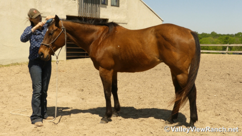 HorseID: 2295283 Frodo - PhotoID: 1074994