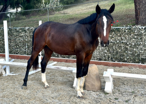 HorseID: 2295424 Saccharine - PhotoID: 1075213