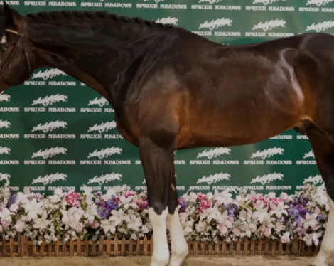 HorseID: 2295424 Saccharine - PhotoID: 1075215