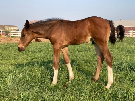 HorseID: 2295424 Saccharine - PhotoID: 1075216