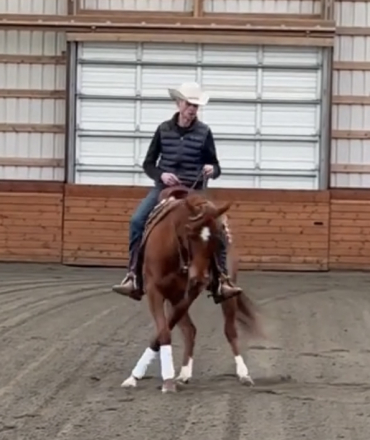 HorseID: 2295455 Peptos Got Swagger - PhotoID: 1075276