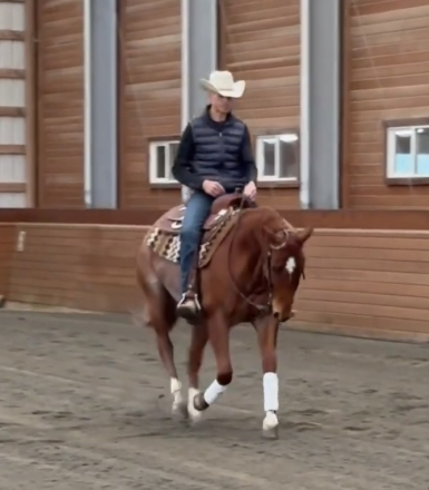 HorseID: 2295455 Peptos Got Swagger - PhotoID: 1075277