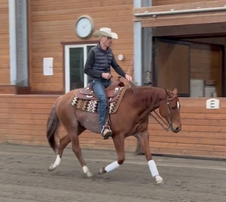 HorseID: 2295455 Peptos Got Swagger - PhotoID: 1075278