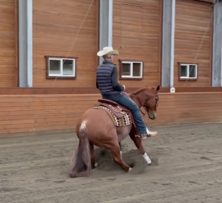 HorseID: 2295455 Peptos Got Swagger - PhotoID: 1075279