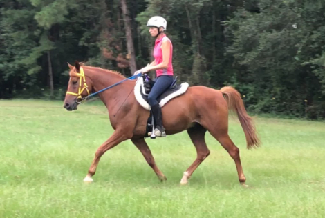 HorseID: 2296157 Mo Bigger - PhotoID: 1090014
