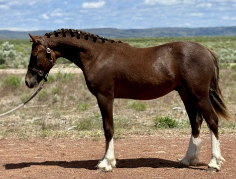 HorseID: 2296158 SpringSong Royal Enfeild - PhotoID: 1097326