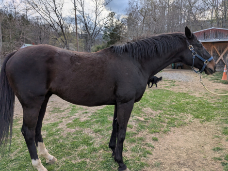 HorseID: 2297053 Bound to be Good - PhotoID: 1097345