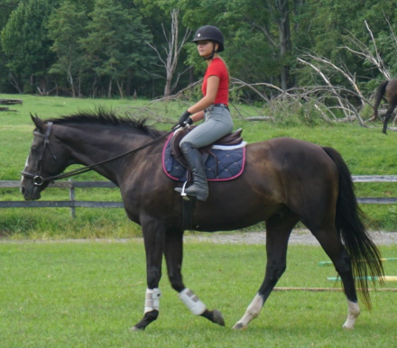 HorseID: 2297053 Bound to be Good - PhotoID: 1097346