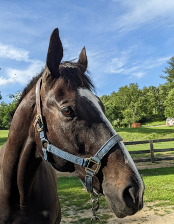 HorseID: 2297053 Bound to be Good - PhotoID: 1097347