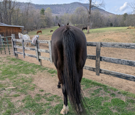 HorseID: 2297053 Bound to be Good - PhotoID: 1097348