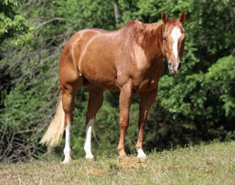 HorseID: 2297463 A KID KERMIT - PhotoID: 1096224