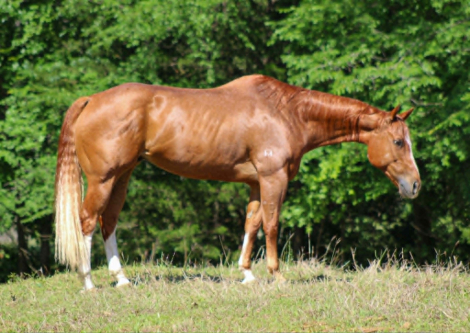 HorseID: 2297463 A KID KERMIT - PhotoID: 1096225