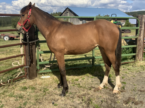 HorseID: 2299158 Wildhorse Ophelia - PhotoID: 1099135