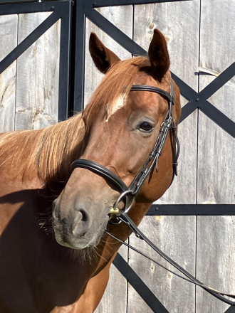 HorseID: 2299329 BEST BE BETTER - PhotoID: 1097806