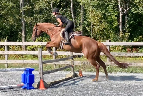 HorseID: 2299329 BEST BE BETTER - PhotoID: 1097808