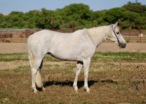 HorseID: 2299696 HOLLY - PhotoID: 1098274