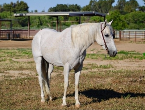 HorseID: 2299696 HOLLY - PhotoID: 1098275