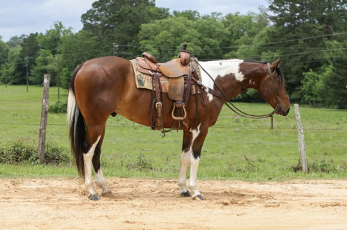 HorseID: 2299697 APACHE - PhotoID: 1098277