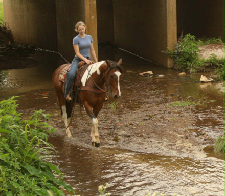 HorseID: 2299697 APACHE - PhotoID: 1098278